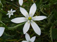 Ornithogalum umbellatum ssp umbellatum 58, Gewone vogelmelk, Saxifraga-Rutger Barendse