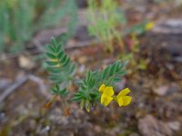 Ornithopus compressus 2, Geel vogelpootje, Saxifraga-Ed Stikvoort