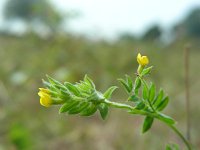 Ornithopus compressus 3, Geel vogelpootje, Saxifraga-Ed Stikvoort