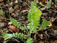 Ornithopus compressus 5, Geel vogelpootje, Saxifraga-Ed Stikvoort