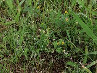 Ornithopus perpusillus 11, Klein vogelpootje, Saxifraga-Hans Boll