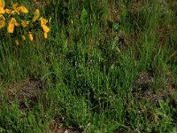 Ornithopus perpusillus 12,Klein vogelpootje, Saxifraga-Hans Boll