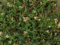 Ornithopus perpusillus 2, Klein vogelpootje, Saxifraga-Willem van Kruijsbergen