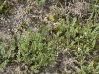 Ornithopus perpusillus 34, Klein vogelpootje, Saxifraga-Willem van Kruijsbergen