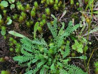 Ornithopus perpusillus 5, Klein vogelpootje, Saxifraga-Ed Stikvoort