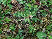 Ornithopus perpusillus 6, Klein vogelpootje, Saxifraga-Ed Stikvoort