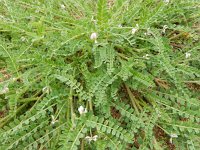 Ornithopus sativus 3, Serradelle, Saxifraga- Peter Meininger