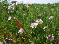 Ornithopus sativus 5, Serradelle, Saxifraga-Ed Stikvoort