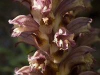 Orobanche alba 10, Saxifraga-Willem van Kruijsbergen