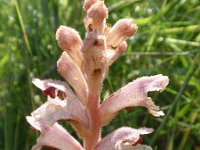 Orobanche alba 2, Saxifraga-Jan Willem Jongepier