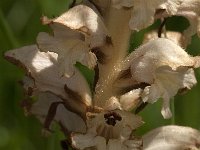 Orobanche caryophyllacea 13, Walstrobremraap, Saxifraga-Jan van der Straaten