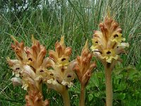 Orobanche caryophyllacea 14, Walstrobremraap, Saxifraga-Ed Stikvoort