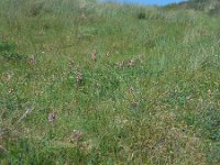 Orobanche caryophyllacea 16, Walstrobremraap, Saxifraga-Ed Stikvoort