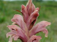 Orobanche caryophyllacea 18, Walstrobremraap, Saxifraga-Ed Stikvoort