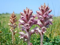 Orobanche caryophyllacea 21, Walstrobremraap, Saxifraga-Ed Stikvoort