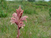 Orobanche caryophyllacea 22, Walstrobremraap, Saxifraga-Ed Stikvoort