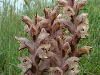 Orobanche caryophyllacea 24 Walstrobremraap, Saxifraga-Ed Stikvoort