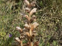 Orobanche caryophyllacea 26, Walstrobremraap, Saxifraga-Willem van Kruijsbergen