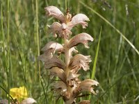 Orobanche caryophyllacea 27, Walstrobremraap, Saxifraga-Willem van Kruijsbergen