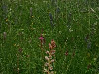 Orobanche caryophyllacea 28, Walstrobremraap, Saxifraga-Dirk Hilbers