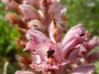 Orobanche caryophyllacea 31, Walstrobremraap, Saxifraga-Rutger Barendse