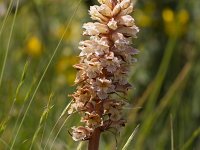 Orobanche caryophyllacea 33, Walstrobremraap, Saxifraga-Jan Nijendijk