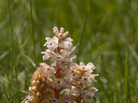 Orobanche caryophyllacea 36, Walstrobremraap, Saxifraga-Jan Nijendijk