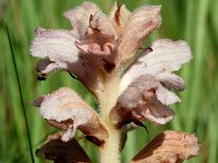 Orobanche caryophyllacea 40, Walstrobremraap, Saxifraga-Sonja Bouwman  950. Walstrobremraap - Orobanche caryophyllacea - Orobanchaceae familie (i) Tienhoven