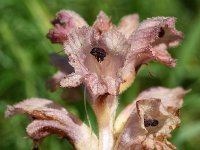 Orobanche caryophyllacea 41, Walstrobremraap, Saxifraga-Sonja Bouwman  950. Walstrobremraap - Orobanche caryophyllacea - Orobanchaceae familie (i)