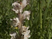 Orobanche caryophyllacea 42, Walstrobremraap, Saxifraga-Willem van Kruijsbergen