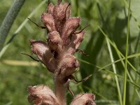 Orobanche caryophyllacea 43, Walstrobremraap, Saxifraga-Willem van Kruijsbergen