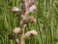 Orobanche caryophyllacea 44, Walstrobremraap, Saxifraga-Willem van Kruijsbergen