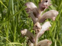 Orobanche caryophyllacea 45, Walstrobremraap, Saxifraga-Willem van Kruijsbergen