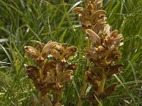 Orobanche caryophyllacea 5, Saxifraga-Willem van Kruijsbergen