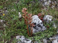 Orobanche caryophyllacea 6, Walstrobremraap, Saxifraga-Peter Meininger