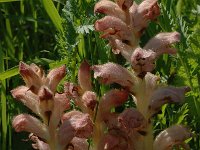 Orobanche caryophyllacea 7, Walstrobremraap, Saxifraga-Bas Klaver