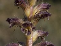 Orobanche cernua 2, Saxifraga-Willem van Kruijsbergen