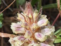 Orobanche crenata 4, Saxifraga-Rutger Barendse