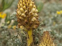 Orobanche densiflora 16, Saxifraga-Jan van der Straaten