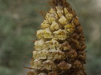 Orobanche densiflora 18, Saxifraga-Willem van Kruijsbergen