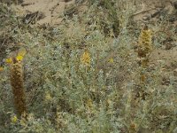 Orobanche densiflora 5, Saxifraga-Willem van Kruijsbergen