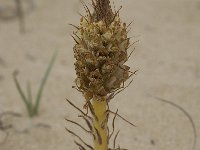 Orobanche densiflora 7, Saxifraga-Willem van Kruijsbergen