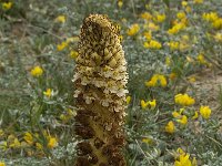 Orobanche densiflora 8, Saxifraga-Willem van Kruijsbergen