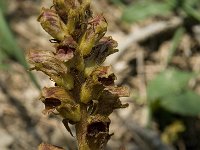 Orobanche elatior 2, Centauriebremraap, Saxifraga-Willem van Kruijsbergen