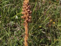 Orobanche elatior 6, Centauriebremraap, Saxifraga-Peter Meininger