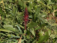 Orobanche foetida 10, Saxifraga-Ed Stikvoort