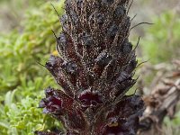 Orobanche foetida 3, Saxifraga-Willem van Kruijsbergen