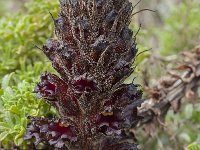 Orobanche foetida 4, Saxifraga-Willem van Kruijsbergen