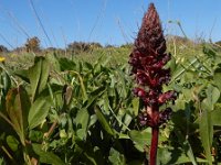 Orobanche foetida 7, Saxifraga-Ed Stikvoort