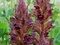 Orobanche gracilis 10, Bloedrode bremraap, Saxifraga-Ed Stikvoort